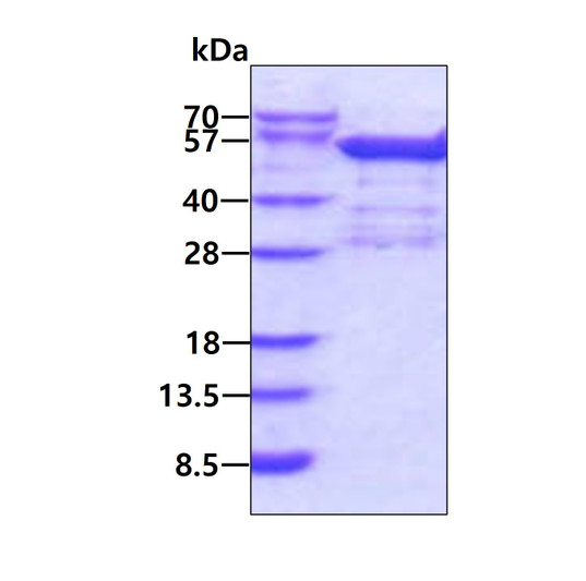 Recombinant human BRD2 protein SDS-PAGE gel 3µg reducing conditions Coomassie stain