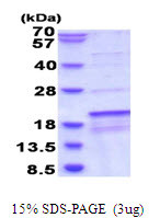 SDS-PAGE gel of recombinant human SDHAF1 protein under reducing conditions stained with Coomassie blue