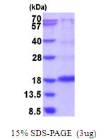 SDS-PAGE gel showing 3µg recombinant rat VEGFA protein under reducing conditions stained with Coomassie blue