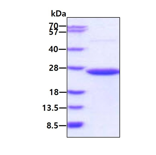 SDS-PAGE gel of recombinant human CD58 LFA-3 protein under reducing conditions with Coomassie blue stain