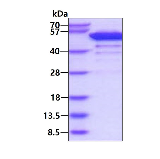 SDS-PAGE gel of recombinant human BRD3 protein under reducing conditions stained with Coomassie blue