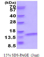SDS-PAGE gel of recombinant human ATP6V1F protein under reducing conditions stained with Coomassie blue