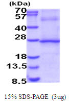 SDS-PAGE gel showing recombinant human IL-29 IFNL1 protein under reducing conditions stained with Coomassie blue