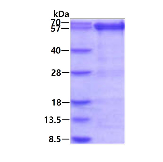 SDS-PAGE gel of recombinant human PRMT3 protein under reducing conditions stained with Coomassie blue