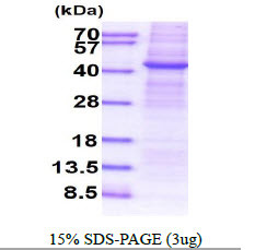 SDS-PAGE gel of recombinant human APMAP protein under reducing conditions with Coomassie blue staining