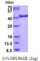 SDS-PAGE gel showing recombinant human LRP2BP protein 3µg under reducing conditions Coomassie blue stain