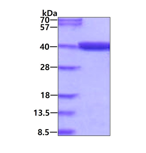 SDS-PAGE gel of recombinant human MTHFD2 protein under reducing conditions Coomassie blue stain