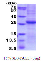 SDS-PAGE gel of recombinant human Granzyme B protein 3μg under reducing conditions Coomassie stain