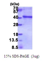 SDS-PAGE gel of recombinant human IMPAD1 protein under reducing conditions stained with Coomassie blue