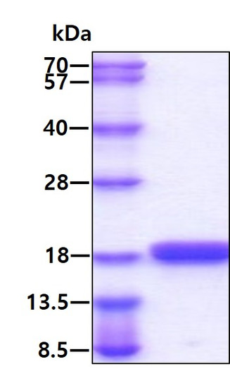 SDS-PAGE gel of recombinant mouse IL-2 C160S protein stained with Coomassie blue