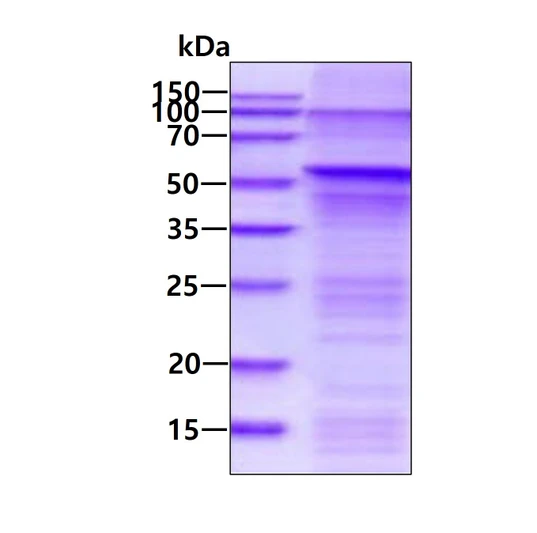 SDS-PAGE gel of recombinant human CYP2E1 protein under reducing conditions stained with Coomassie blue