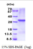 SDS-PAGE of recombinant human PTPN4 protein 3µg under reducing conditions with Coomassie blue staining