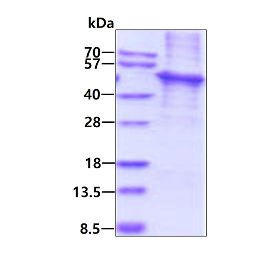 SDS-PAGE gel of recombinant human KLF4 protein 3µg under reducing conditions stained with Coomassie blue