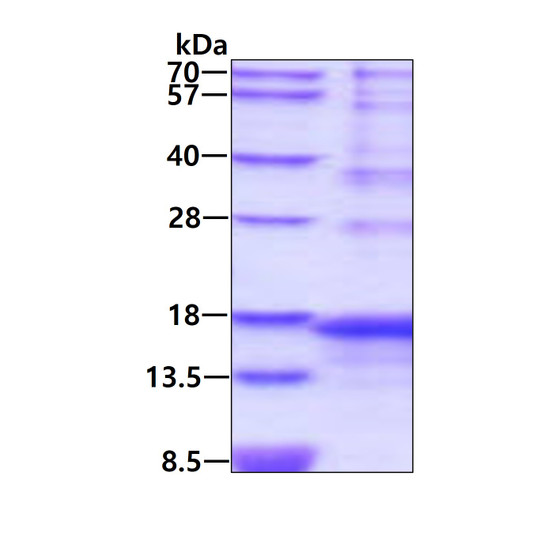 SDS-PAGE of recombinant human AgRP protein 3µg under reducing conditions stained with Coomassie blue