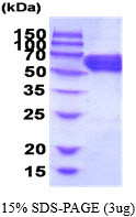 SDS-PAGE gel of recombinant human CRMP1 protein under reducing conditions stained with Coomassie blue