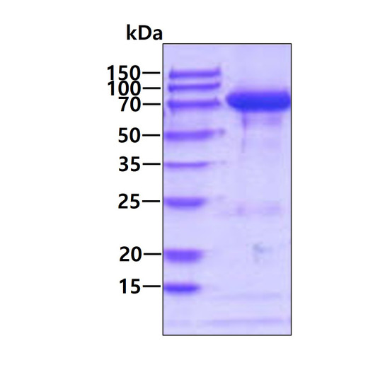 SDS-PAGE gel of recombinant mouse TGM2 protein 3 µg reducing conditions Coomassie blue stain