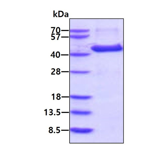 SDS-PAGE gel showing recombinant human AMT protein 3µg under reducing conditions Coomassie blue stain