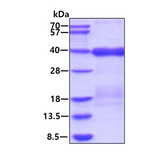 SDS-PAGE gel showing recombinant human TRAILR3 TNFRSF10C protein 3µg under reducing conditions