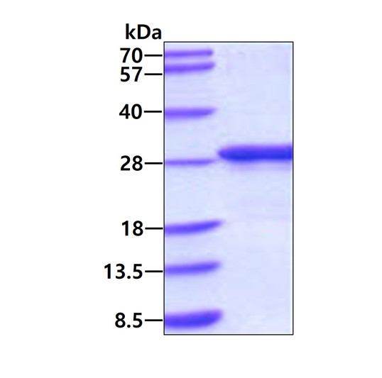 SDS-PAGE gel showing recombinant mouse APOA1 protein 3µg under reducing conditions Coomassie blue stain