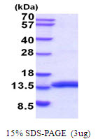 SDS-PAGE gel of recombinant mouse MIF protein under reducing conditions stained with Coomassie blue