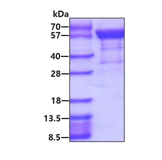 SDS-PAGE gel of recombinant human IFIT3 protein 3µg under reducing conditions Coomassie blue stained
