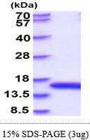 SDS-PAGE gel of recombinant rat FABP1 L-FABP protein under reducing conditions