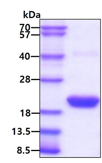 SDS-PAGE gel of recombinant rat IL-1Ra IL1RN protein under reducing conditions stained with Coomassie blue