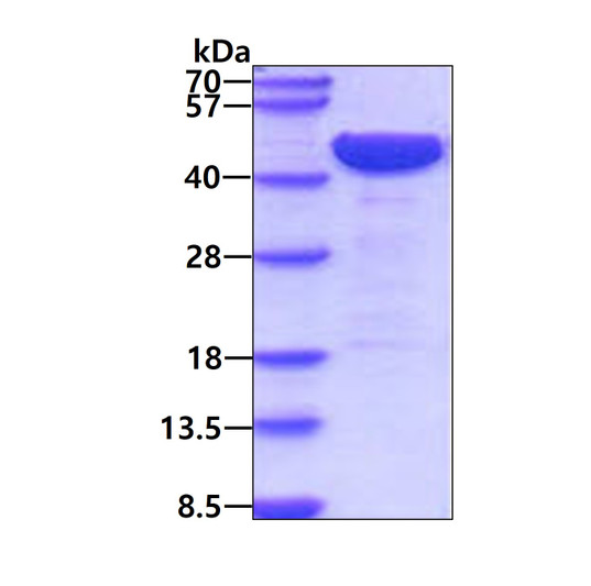 SDS-PAGE gel of recombinant mouse LRPAP protein under reducing conditions stained with Coomassie blue