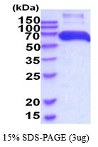 SDS-PAGE gel showing recombinant human P4HB protein 3µg under reducing conditions with Coomassie blue stain
