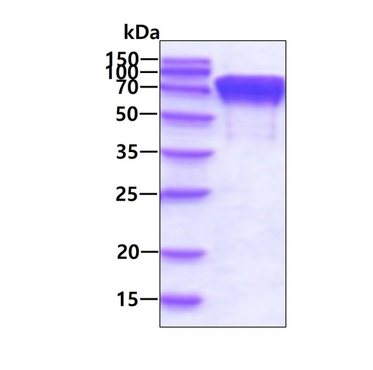 SDS-PAGE gel of recombinant human PDIA4 protein 3μg under reducing conditions Coomassie blue stain