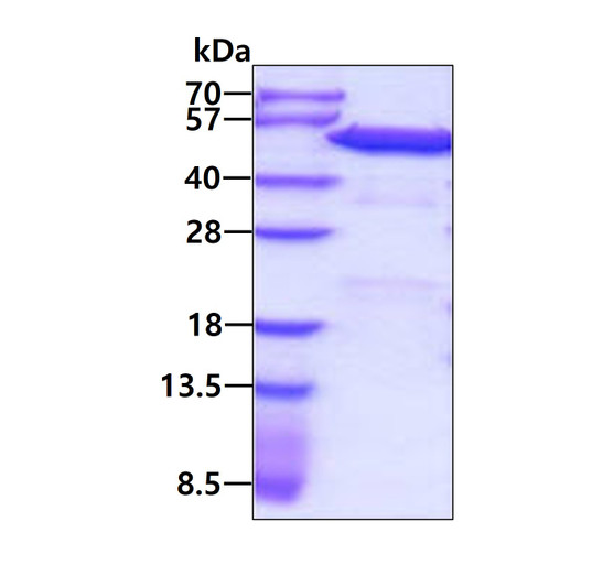 SDS-PAGE of recombinant human PDIA6 protein under reducing conditions with Coomassie blue stain