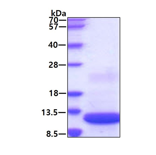 SDS-PAGE gel of recombinant mouse SDF-1 CXCL12 protein 3 µg under reducing conditions Coomassie blue stain