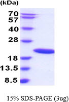 SDS-PAGE gel of recombinant rat IL-1 alpha protein under reducing conditions stained with Coomassie blue