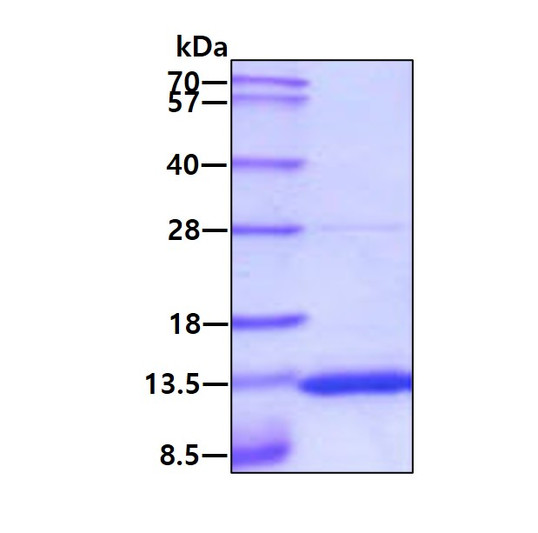 SDS-PAGE gel of recombinant mouse S100A10 protein 3μg under reducing conditions Coomassie blue stain