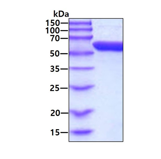 SDS-PAGE of recombinant human GPI protein under reducing conditions stained with Coomassie blue