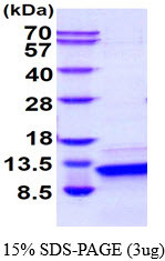 SDS-PAGE gel of recombinant human PTH protein under reducing conditions stained with Coomassie blue
