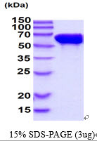 SDS-PAGE of recombinant human STI1 STIP1 protein under reducing conditions Coomassie blue stain