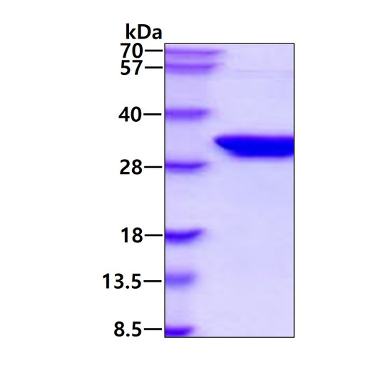 SDS-PAGE gel of recombinant human Syntaxin 1A protein 3µg Coomassie stain