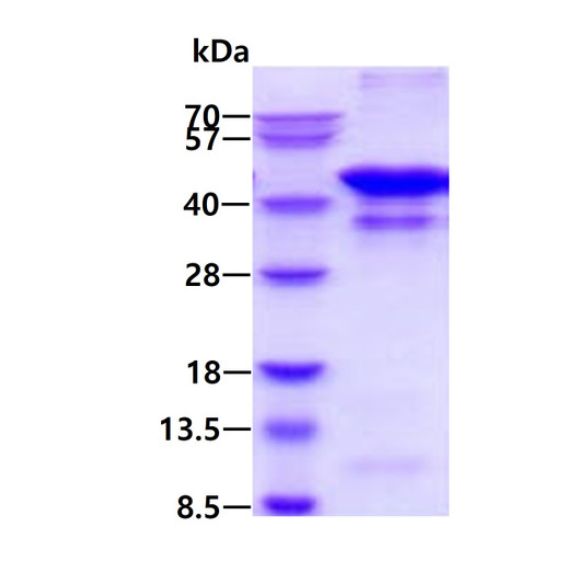 SDS-PAGE gel showing recombinant human glutamine synthetase GLUL protein under reducing conditions