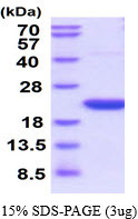 SDS-PAGE gel showing recombinant rat Cyclophilin F PPIF protein 3µg under reducing conditions