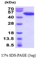 SDS-PAGE gel showing recombinant mouse Enolase 2 ENO2 protein 3 µg under reducing conditions Coomassie blue stain