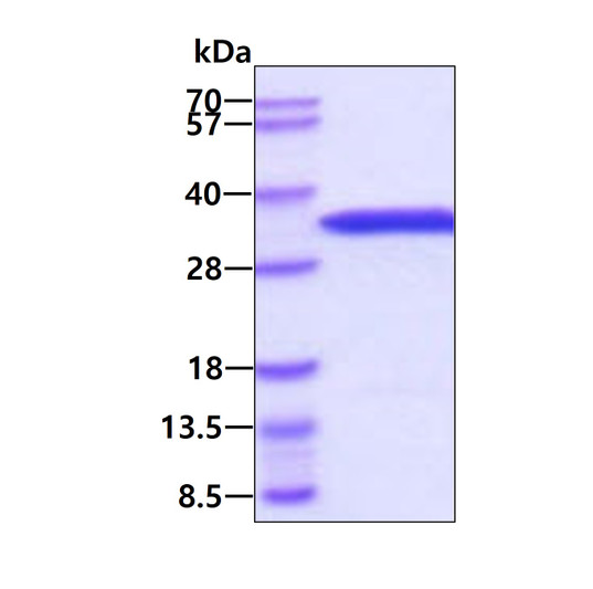SDS-PAGE gel of recombinant mouse eIF4E protein STJP019315 under reducing conditions