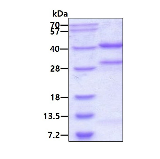 SDS-PAGE gel of recombinant human PP1 gamma PPP1CC protein under reducing conditions stained with Coomassie blue