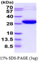 SDS-PAGE gel of recombinant human ECHS1 protein under reducing conditions