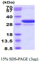 SDS-PAGE gel showing recombinant human 14-3-3 beta alpha protein under reducing conditions with Coomassie blue stain