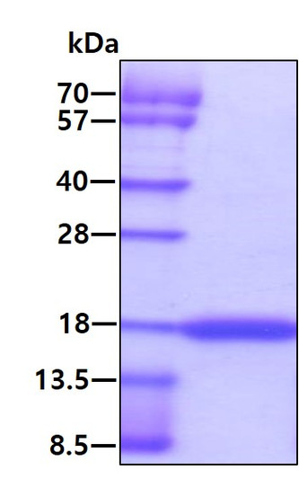 SDS-PAGE gel of recombinant human c-kit ligand SCF protein under reducing conditions Coomassie blue stain