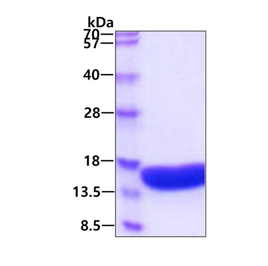 SDS-PAGE gel of recombinant human VAMP-2 protein 3 µg under reducing conditions stained with Coomassie blue