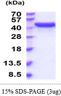 SDS-PAGE of recombinant mouse UGDH protein under reducing conditions Coomassie blue stain