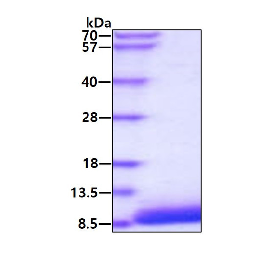 SDS-PAGE of recombinant mouse EGF protein under reducing conditions with Coomassie blue stain