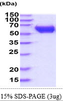 SDS-PAGE gel of recombinant mouse CRMP1 protein under reducing conditions stained with Coomassie blue